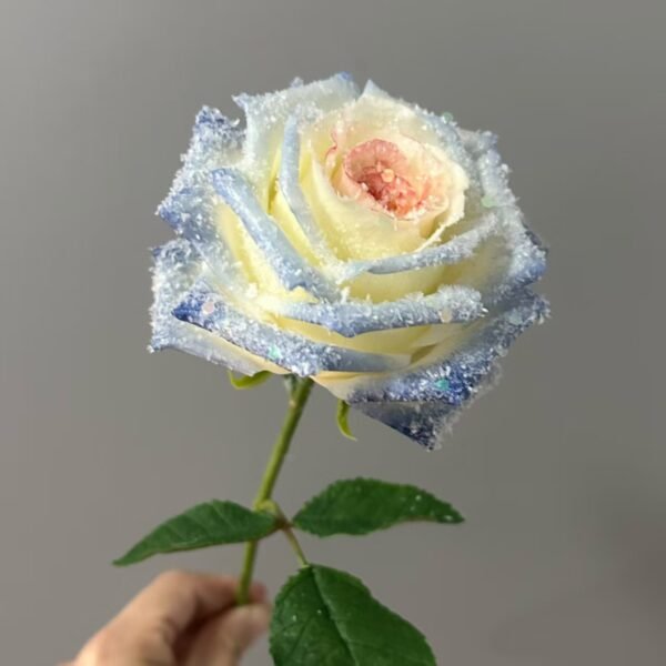 Rose - Image 3