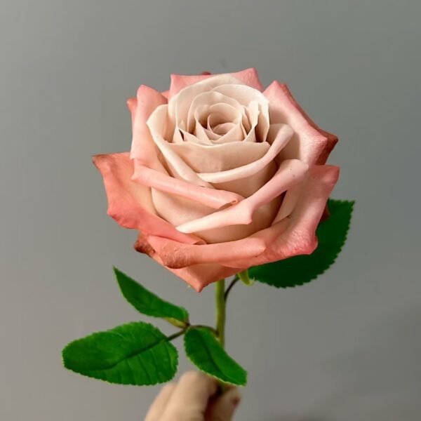 Rose - Image 2