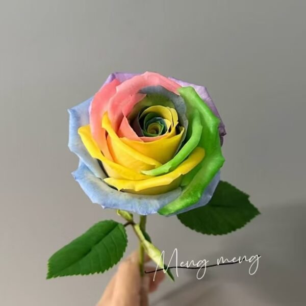 Rose - Image 8
