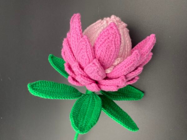 Protea cynaroides - Image 6